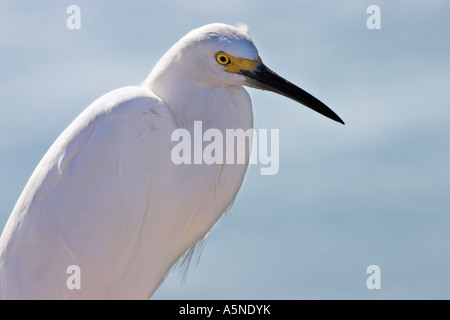 Snowy Reiher der Leiter der eine Hintergrundbeleuchtung Snowy Reiher Egretta unaufger in Nahaufnahme mit einem hellblauen Hintergrund Venice Beach Florida USA Stockfoto