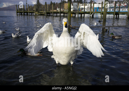 Bewick ´s sind kleiner und ihren schwarzen Schnäbeln sport einen kleinen gelben Klecks, anstatt der Whooper erweiterte gelbe Keil Stockfoto