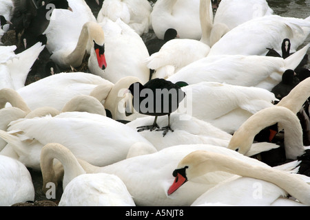 kostenlose Parkplätze für Vögel schwarze Wasserhuhn ruht auf Rückseite Schwan auf gefrorenen See Starnberg Bayern Deutschland Stockfoto
