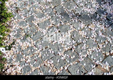 Rosa Mandel Blume Blütenblatt Blätter verstreut auf ebnen Steinen Algarve Portugal Stockfoto