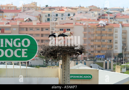 Weißstörche nisten im Supermarkt in urbanen Umgebungen Lagos Algarve Portugal Stockfoto