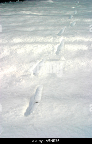 Spuren im Tiefschnee Stockfoto
