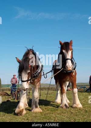 Paar von Shire Horses ziehen Vintage hand Pflug bei Vintage Pflügen Match North Wales UK Stockfoto