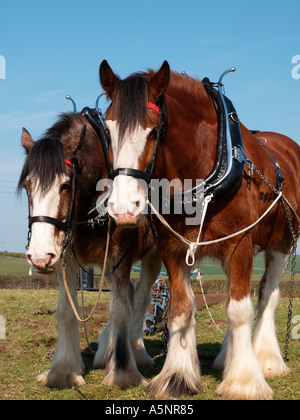 Paar Shire pferde standen gemeinsam auf Anglesey Vintage Pflügen Match ANGLESEY Wales England Großbritannien ruhen Stockfoto