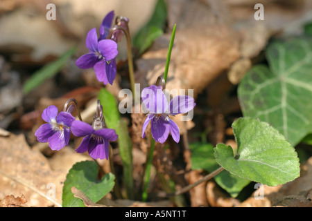 Viola Odorata, Sweet Violet, Bulgarien Stockfoto