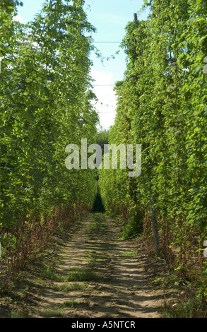 Reife Blüte Ernte von Hop auf die Gerüsthöhe bei Ernte, Faversham, Kent, England, UK. Stockfoto