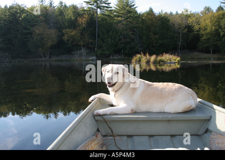 Ein gelber Labrador Retriever namens Gracie genießt das warme Sonnenlicht und eine Fahrt in einem Ruderboot auf einem See Stockfoto