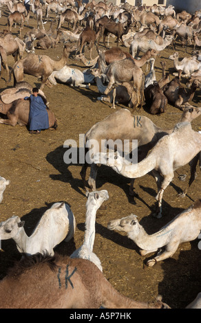 Kamelmarkt Birqash in der Nähe von Kairo Stockfoto