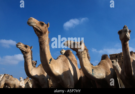 Kamelmarkt Birqash in der Nähe von Kairo Stockfoto