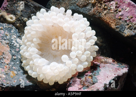 Weiße Form neuer Arten von North Pacific Sea Anemone Cribrinopsis Actiniaria Leben zwischen den Steinen Disk stumpfe Tentakeln Stockfoto