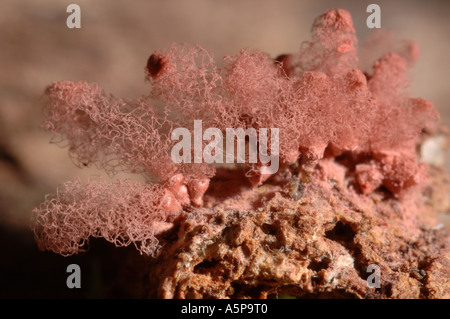 Reife rot gestielt Fruchtkörper des weit verbreiteten Schleim Schimmel oder Myxomycete Arcyria Denudata Verbreitung von Sporen Stockfoto