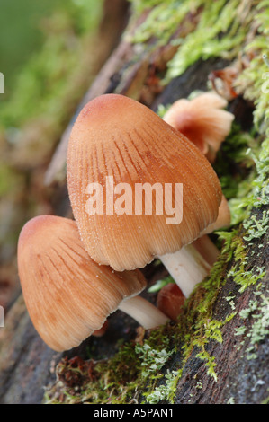 Zwei sehr schöne helle rötliche Tinte Cap Fliegenpilze (Pilz, Pilze) wachsen auf den moosigen stumpf im Wald Stockfoto