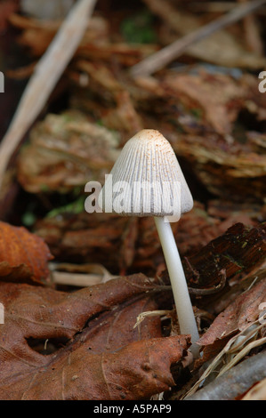 Süße Pilz-Deko Für Die Babyparty – Fotohintergrund Mit Wald-Fee-Charme