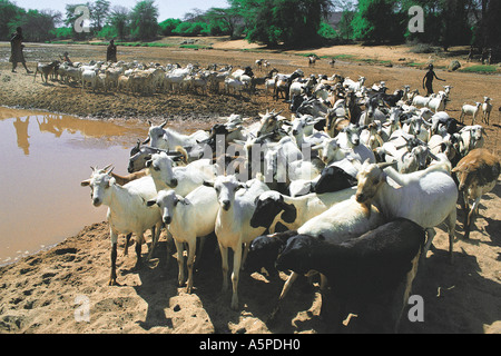 Herde von Ziegen und Samburu Leute an einem Wasserloch in dem trockenen Flussbett des Uaso Nyiro Samburu National Reserve Kenya Stockfoto
