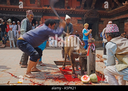 Mann enthauptet Buffalo bei hinduistischen Zeremonie in Kathmandu-Nepal Stockfoto