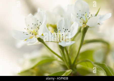 West Sussex, England, UK. Zarte weiße Blüte auf europäischen Pear Tree im Frühjahr (Pyrus Communis) Stockfoto