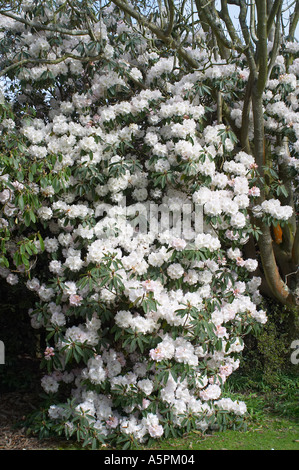 West Sussex, UK. Rhododendron 'SLoder weiß Hauptversammlung in voller Blüte Stockfoto