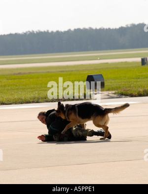 Demonstration der Polizei K-9 während des Hundeangriffstrainings auf der Shaw fest Air Show in Sumter, South Carolina, USA. Stockfoto