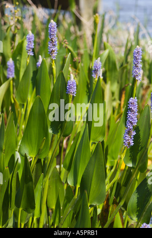 Pontederia Cordata oder Hecht Unkraut wächst in Emeralda Marsh in Zentral-Florida-USA Stockfoto