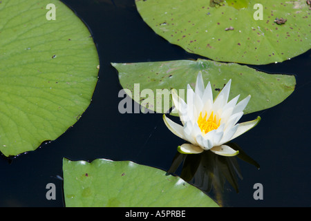 Seerose im Feuchtgebiet Marsh in Zentral-Florida-USA Stockfoto