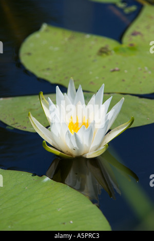 Seerose im Feuchtgebiet Marsh in Zentral-Florida-USA Stockfoto