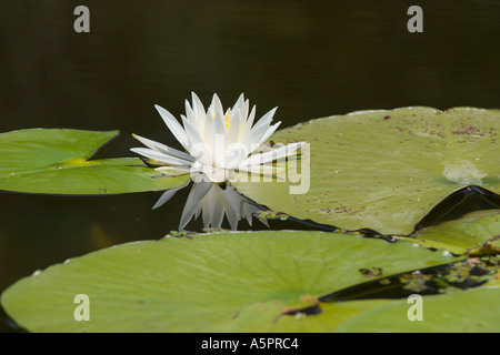 Seerose im Feuchtgebiet Marsh in Zentral-Florida-USA Stockfoto