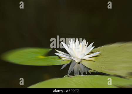 Seerose im Feuchtgebiet Marsh in Zentral-Florida-USA Stockfoto