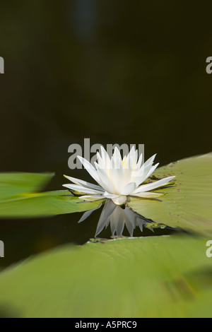 Seerose im Feuchtgebiet Marsh in Zentral-Florida-USA Stockfoto