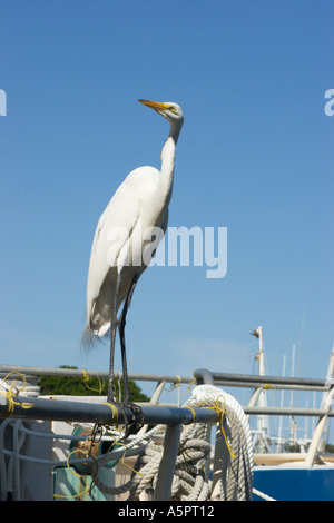 Silberreiher (Ardea Alba) thront am Geländer der Fischerboot in Tarpon Springs FL Stockfoto