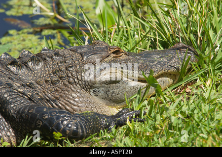 Amerikanischer Alligator in der Sonne am Ufer des Sees in Feuchtgebieten Gegend von Zentral Florida-USA Stockfoto
