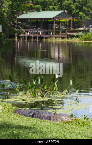 Amerikanischer Alligator in der Sonne am Ufer des Sees in Central Florida USA verletzt Stockfoto