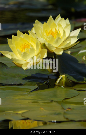 Water Lily Joey Tomocik Nymphaea Spec Seerose Joey Tomocik Seerosengewaechse polaren Stockfoto