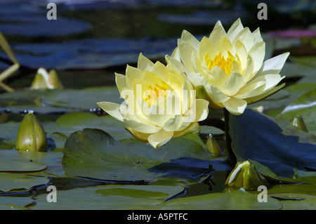 Water Lily Joey Tomocik Nymphaea Spec Seerose Joey Tomocik Seerosengewaechse polaren Stockfoto