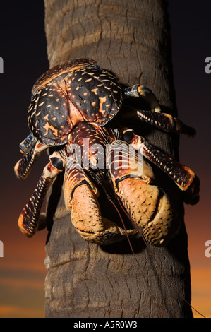 Tansania Sansibar Chumbe Island Giant Coconut Crab Birgus Latro ist die größte terrestrische Krabbe in der Welt Stockfoto