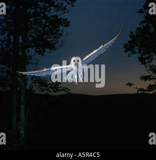 Schleiereule Tyto Alba im Flug mit Wühlmaus im Schnabel, nest, mit Schein der Abendsonne Stockfoto