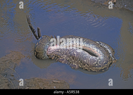 African Rock Python Python Sebae schlucken ein weißer Pelikan Stockfoto