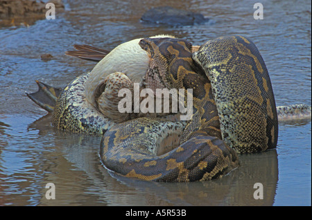 African Rock Python Python Sebae schlucken ein weißer Pelikan Stockfoto