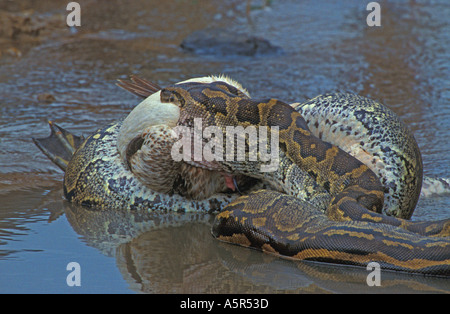 African Rock Python Python Sebae schlucken ein weißer Pelikan Stockfoto