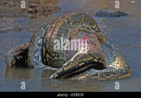 African Rock Python Python Sebae schlucken White Pelican Schlange Tod Tötung Stockfoto