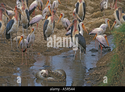 African Rock Python Python Sebae schlucken White Pelican Schlange Tod töten gelb abgerechnet Storch Marabou Storch Kenia makabren Stockfoto