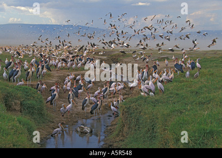 African Rock Python Python Sebae schlucken White Pelican Schlange Tod Tötung Stockfoto