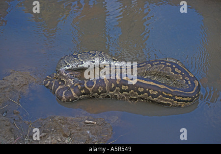 African Rock Python Python Sebae schlucken White Pelican Schlange Tod Tötung Stockfoto