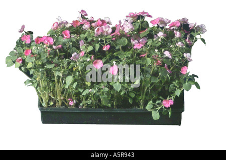 Pink Impatiens Vinca Blumen Stockfoto