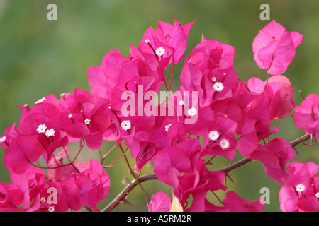 Im Jahre 1768 entdeckt Admiral Louis de Bougainvillea beim Segeln im Pazifik die lebhaft bunten Rebe, die heute seinen Namen trägt Stockfoto