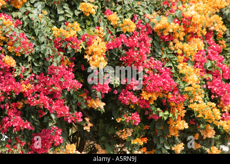 Im Jahre 1768 entdeckt Admiral Louis de Bougainvillea beim Segeln im Pazifik die lebhaft bunten Rebe, die heute seinen Namen trägt Stockfoto