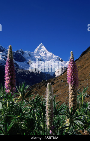 Alpamayo schönsten Berg der Welt s Cordillera Blanca Peru Stockfoto