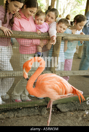 Gruppe von Kindern im Zoo betrachten Amerika Flamingo (Phoenicopterus Ruber) Stockfoto
