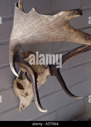 dekorative antlered Hirsch-Schädel eine graue Wand hängen Stockfoto