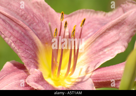 Rosa-Lilly Stockfoto