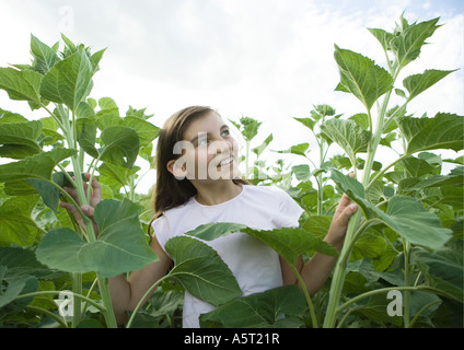 Mädchen stehen im Feld von Sonnenblumen Pflanzen Stockfoto